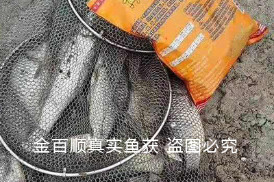 黄色疯爆饵料真实鱼获